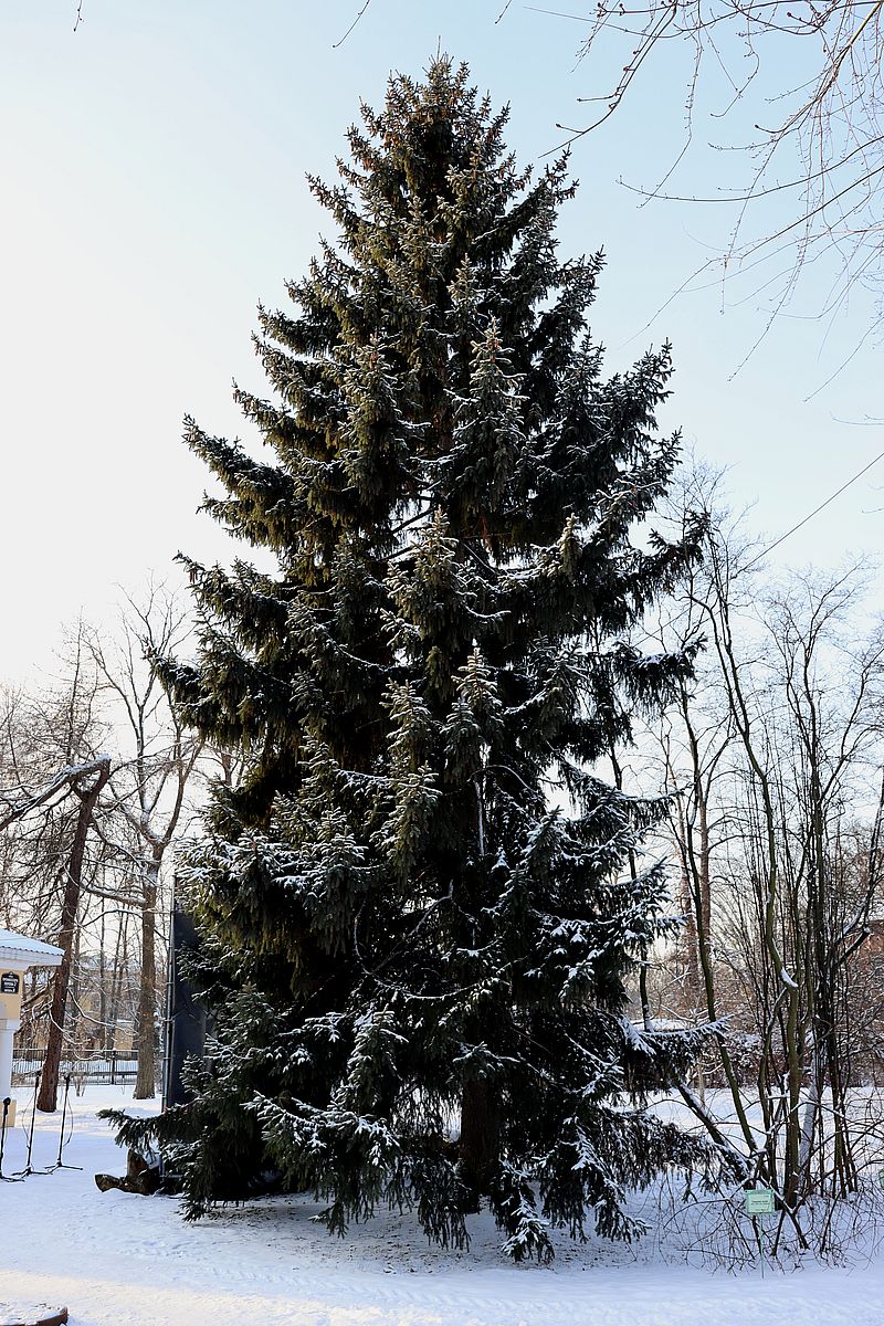 Изображение особи Picea asperata.