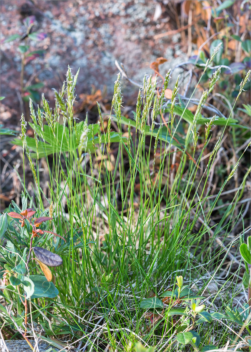 Изображение особи Anthoxanthum odoratum.