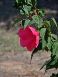 Hibiscus &times; hybridus