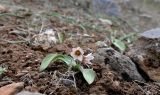 Rhinopetalum stenantherum