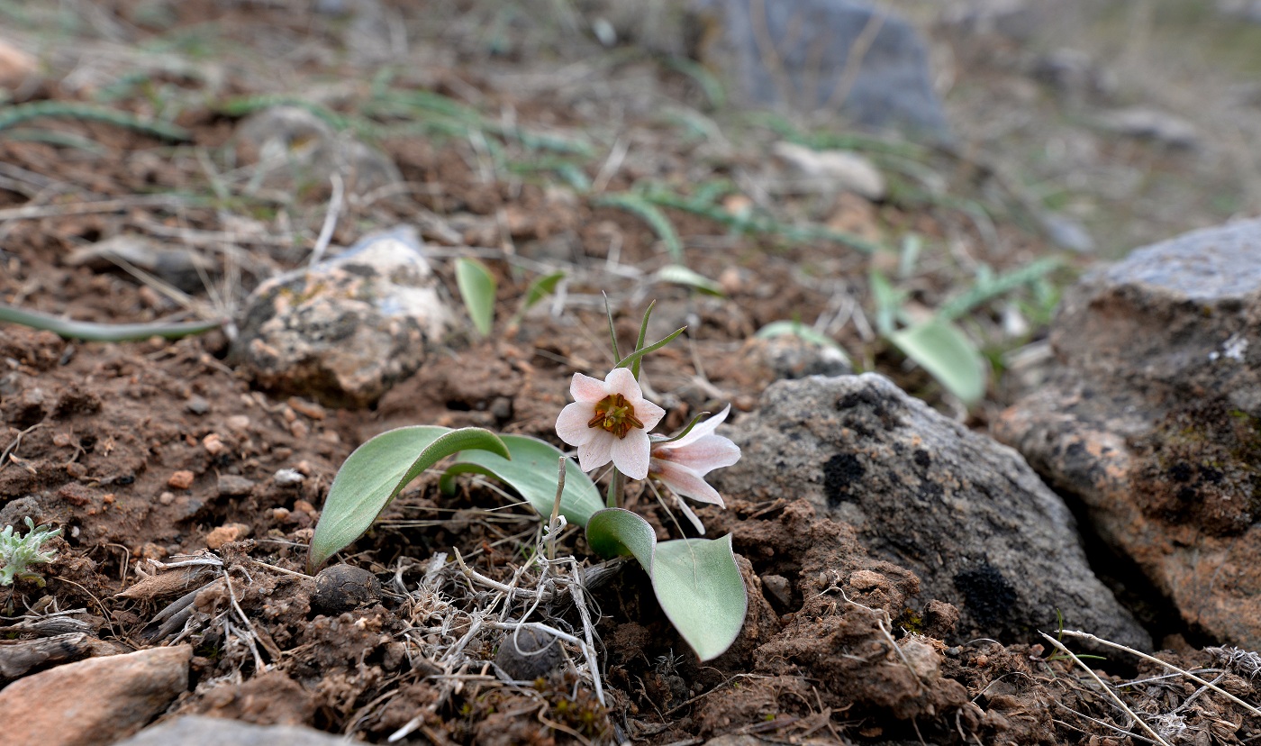 Изображение особи Rhinopetalum stenantherum.