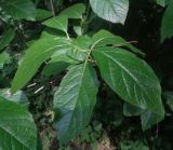 Lonicera involucrata