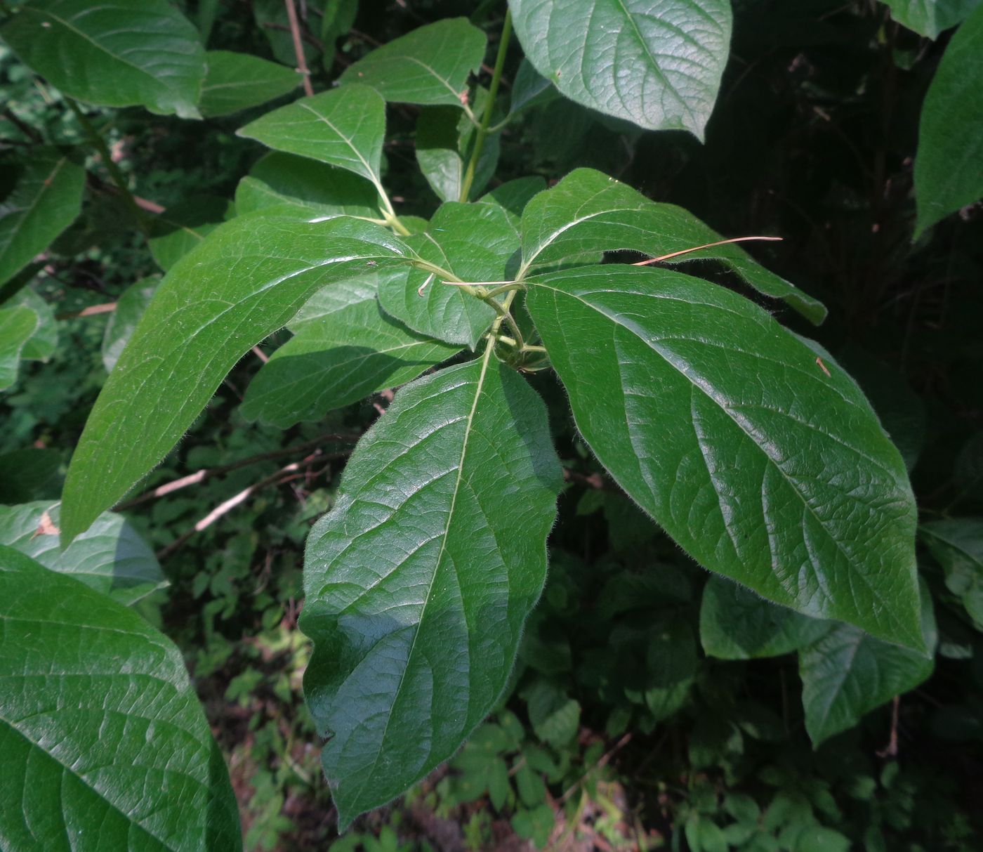 Изображение особи Lonicera involucrata.