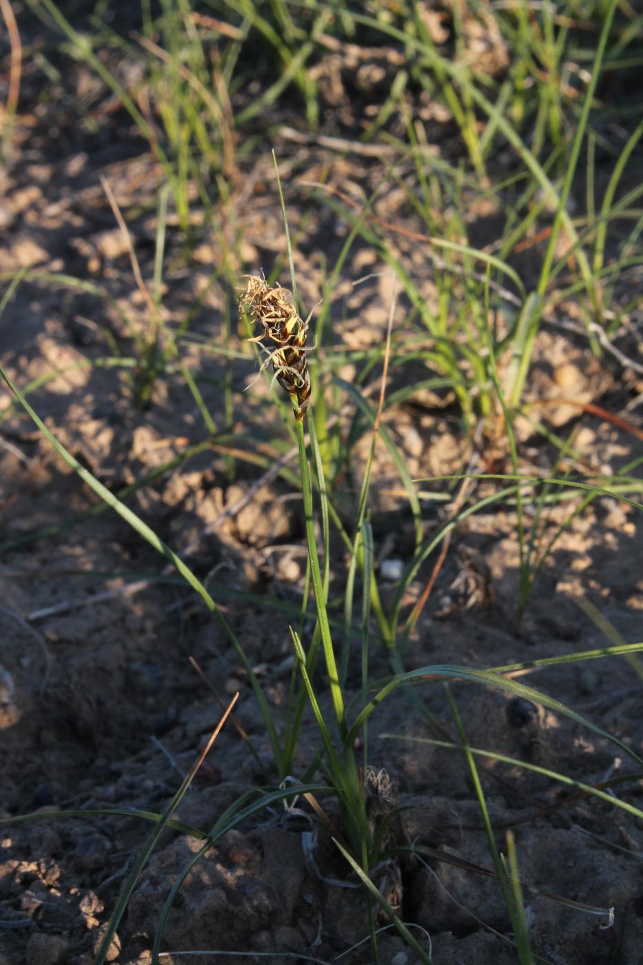 Изображение особи Carex physodes.