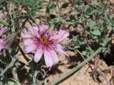 Tragopogon ruber. Соцветие. Казахстан, Туркестанская обл., Сузакский р-н, Западная Бетпак-Дала, окр. пос. Кыземшек (бывш. Степной), равнинная полынно-боялычная пустыня, на глинисто-песчаной почве. 2 мая 2021 г.