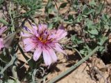 Tragopogon ruber