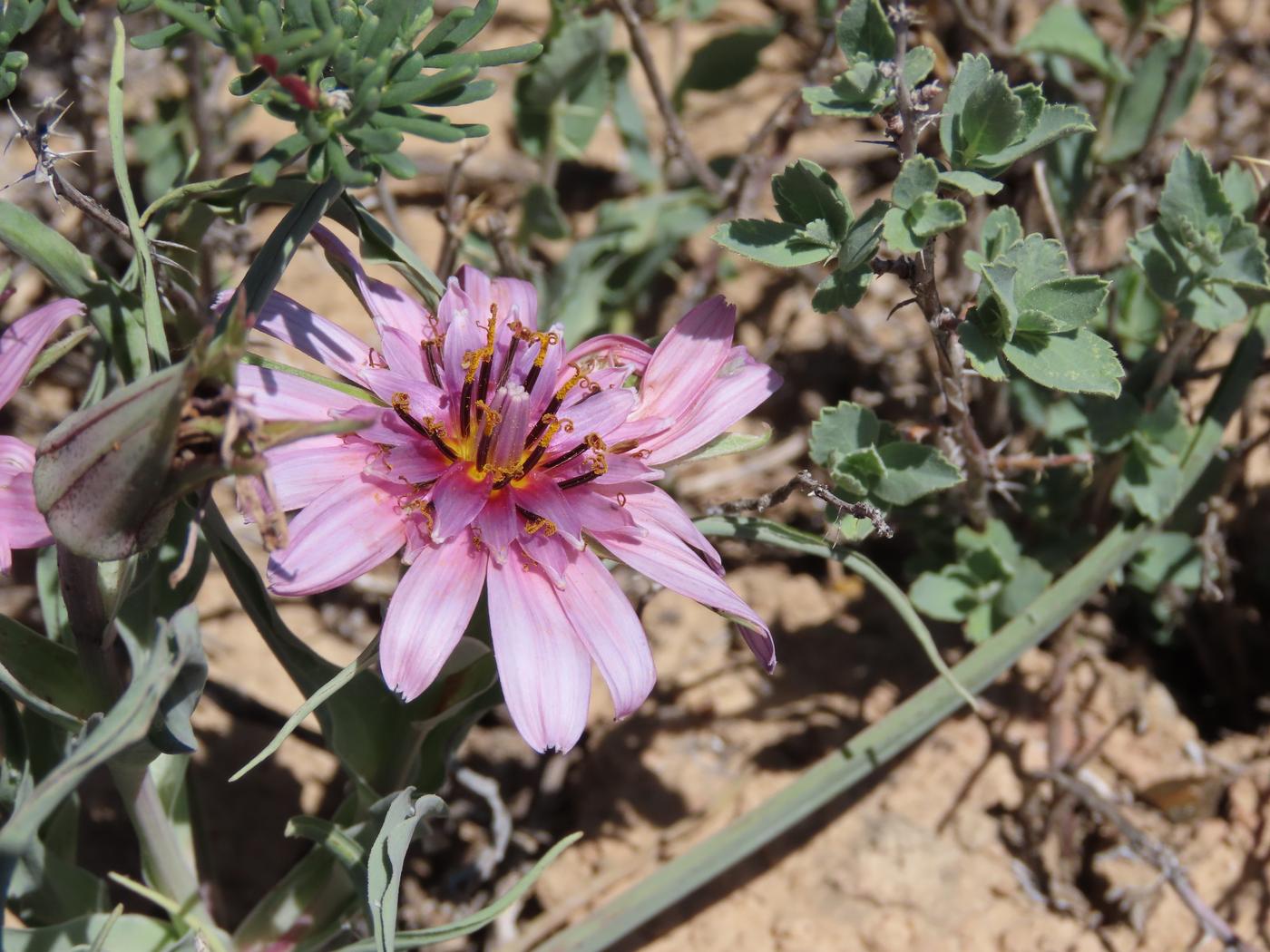 Изображение особи Tragopogon ruber.
