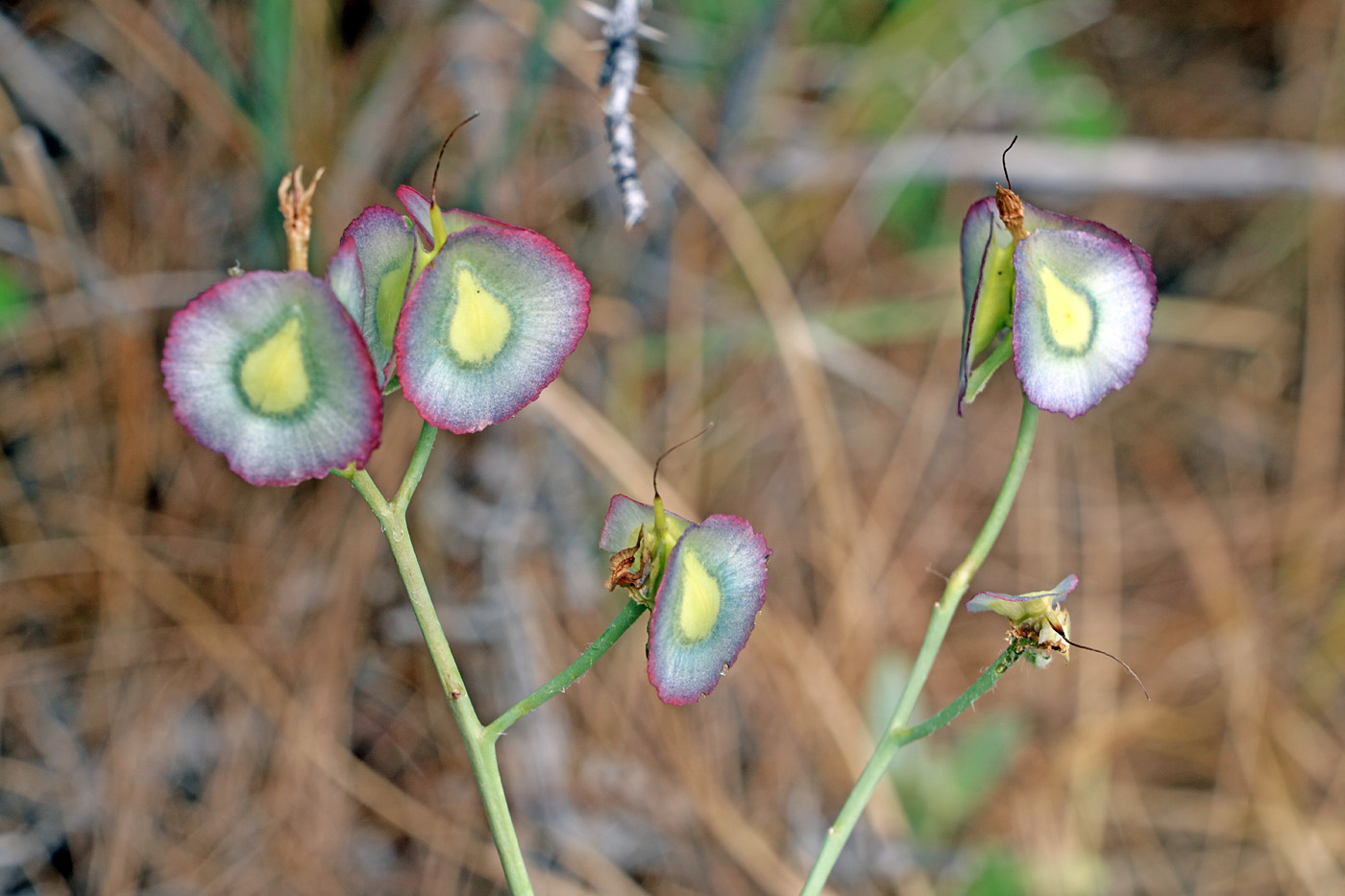 Изображение особи Rindera tetraspis.