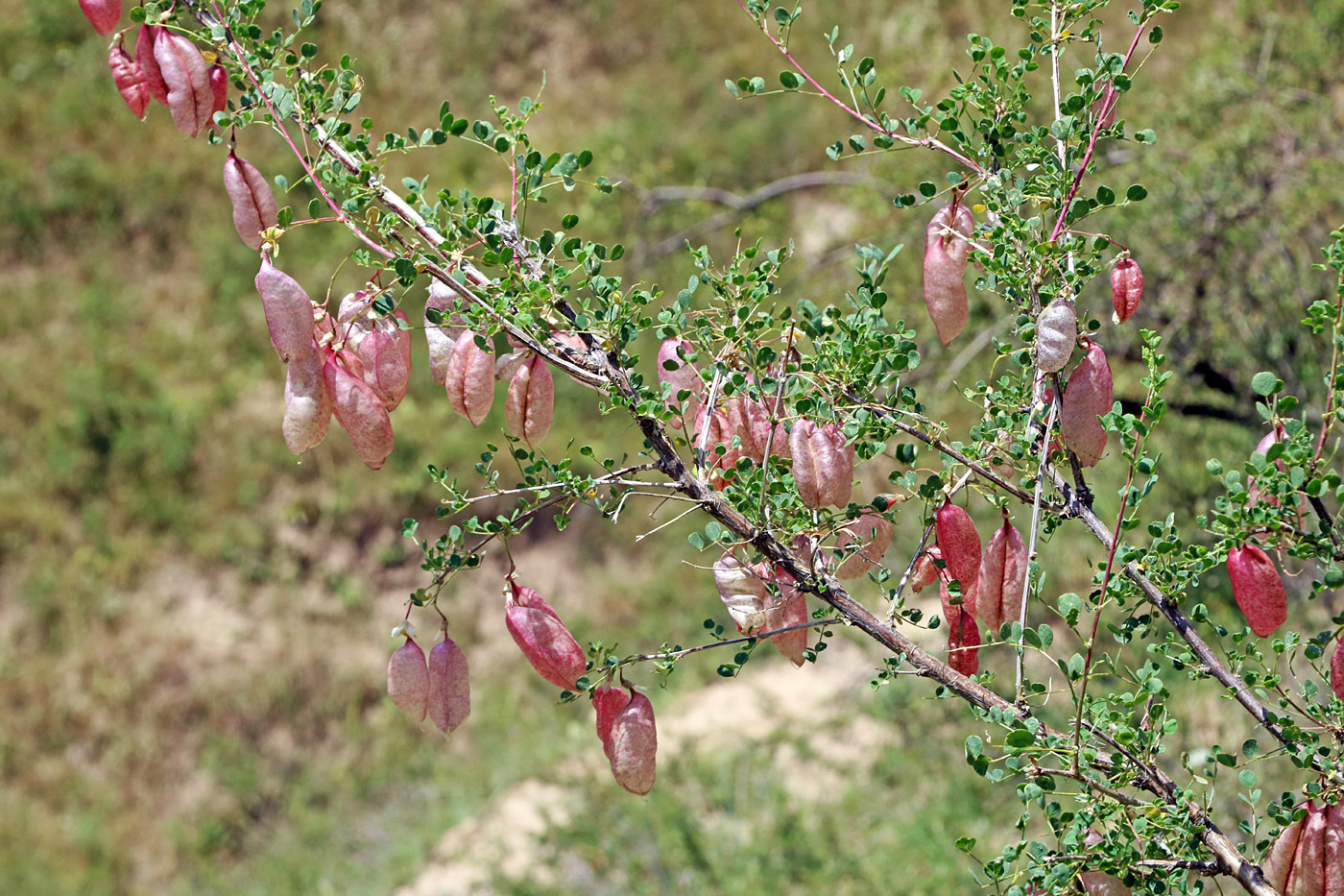 Image of Colutea orbiculata specimen.