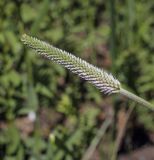 Plantago urvillei