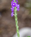 Stachytarpheta cayennensis. Часть соцветия с цветками и отцветшими цветками. Перу, регион Куско, провинция Урубамба, Mariposario de Machu Picchu. 19.10.2019.