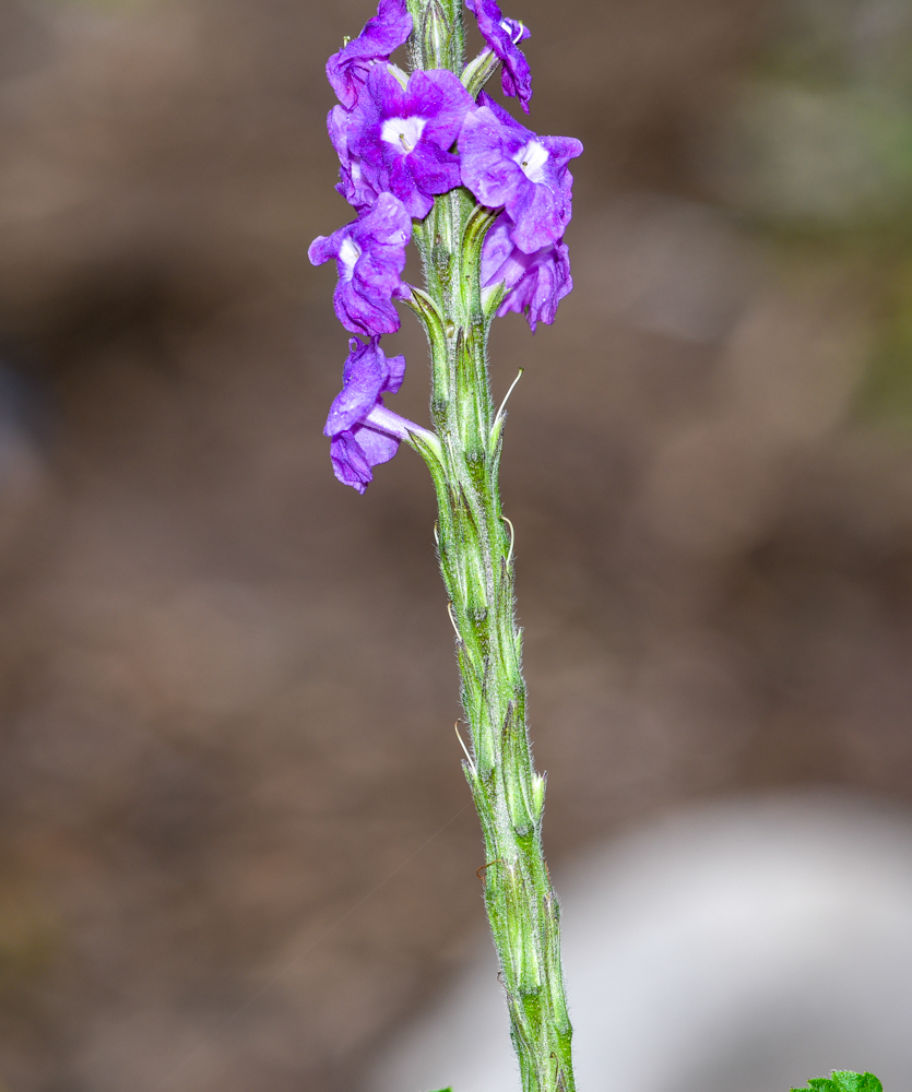 Изображение особи Stachytarpheta cayennensis.