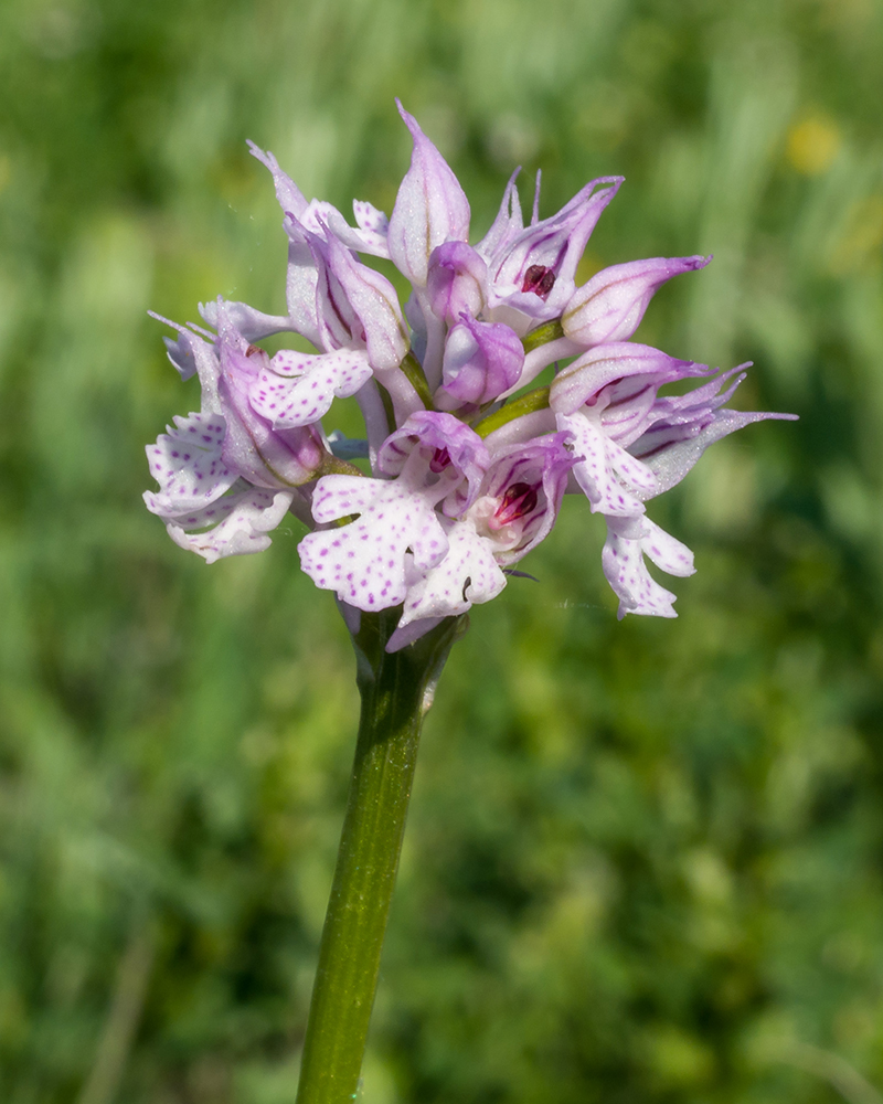 Изображение особи Neotinea tridentata.