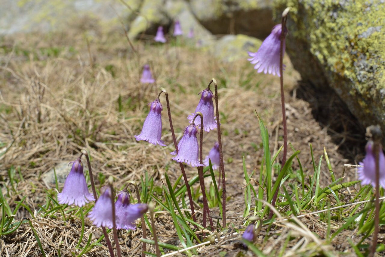 Изображение особи Soldanella pusilla.