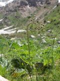 Thalictrum isopyroides