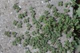 Euphorbia serpens