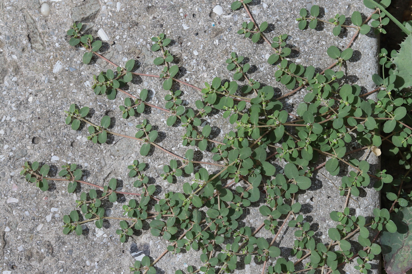 Изображение особи Euphorbia serpens.