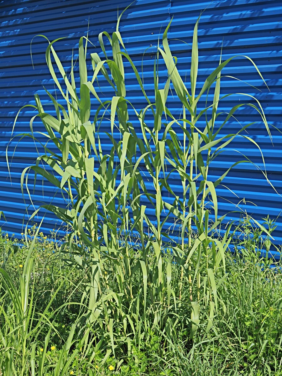 Image of Arundo donax specimen.