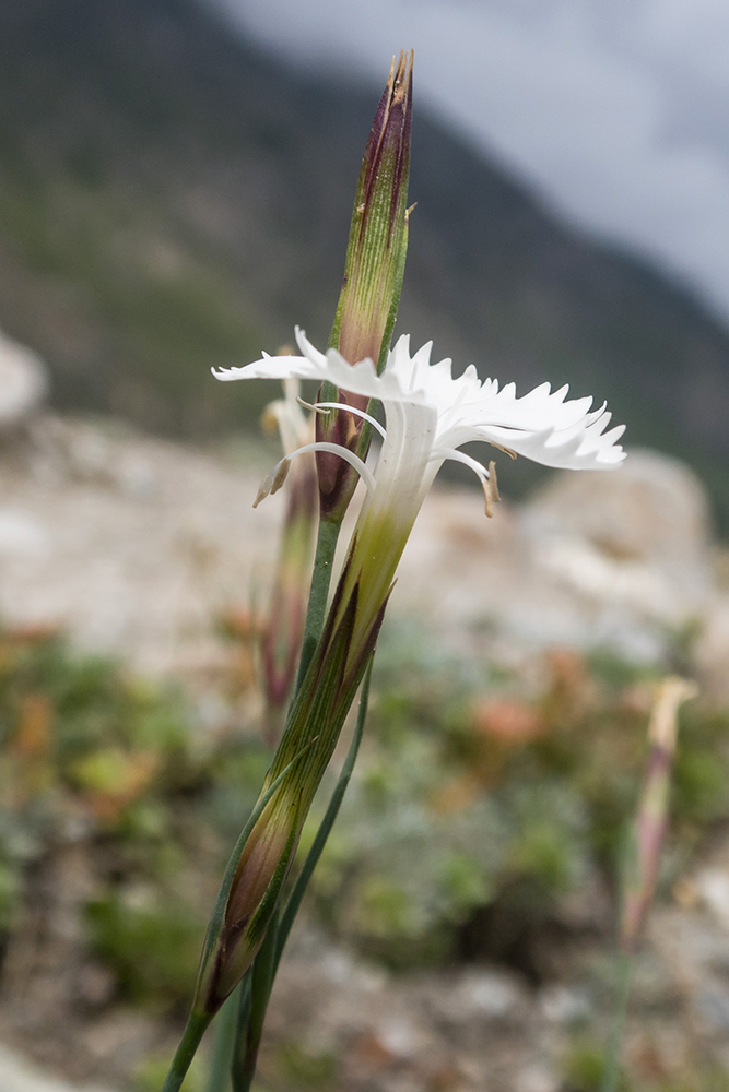 Изображение особи Dianthus cretaceus.