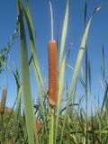 Typha latifolia