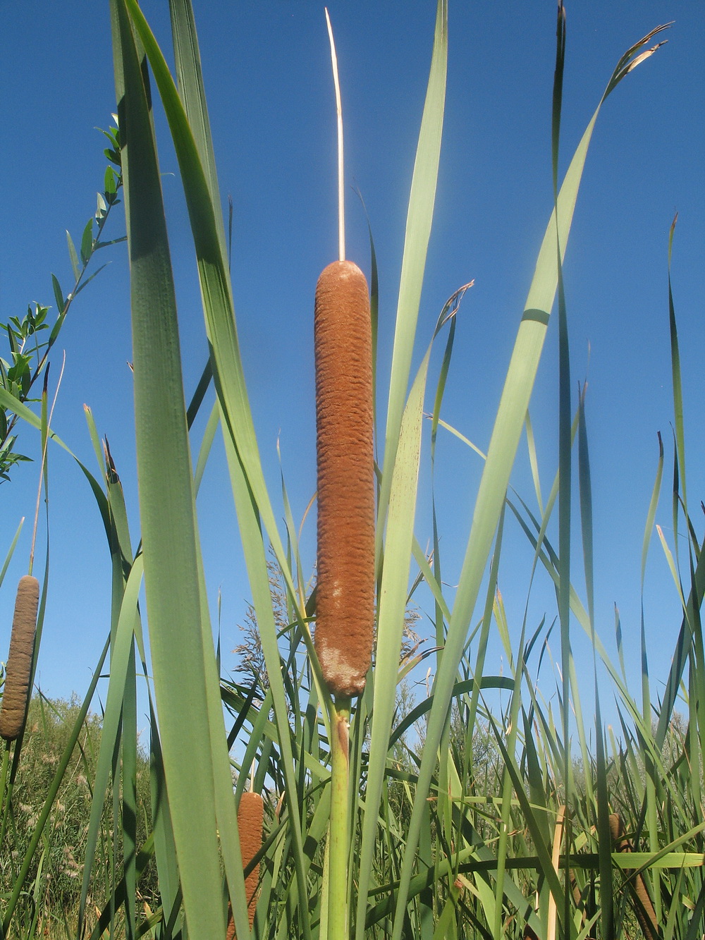 Изображение особи Typha latifolia.