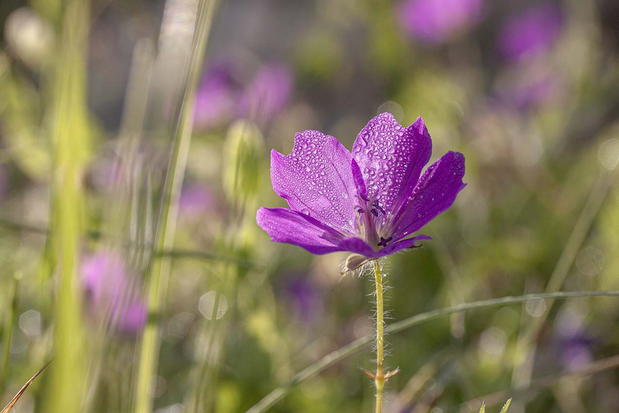 Изображение особи Geranium sanguineum.