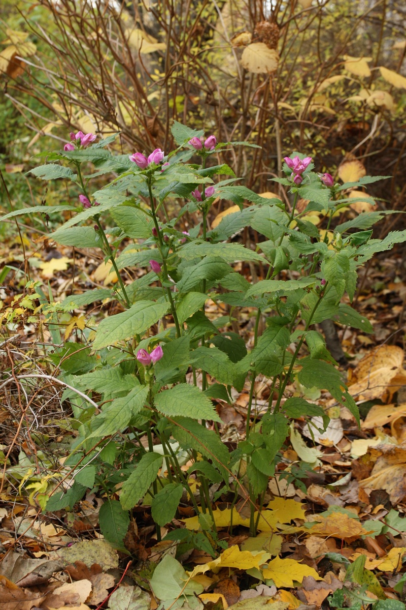 Image of Chelone obliqua specimen.