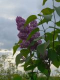 Syringa vulgaris