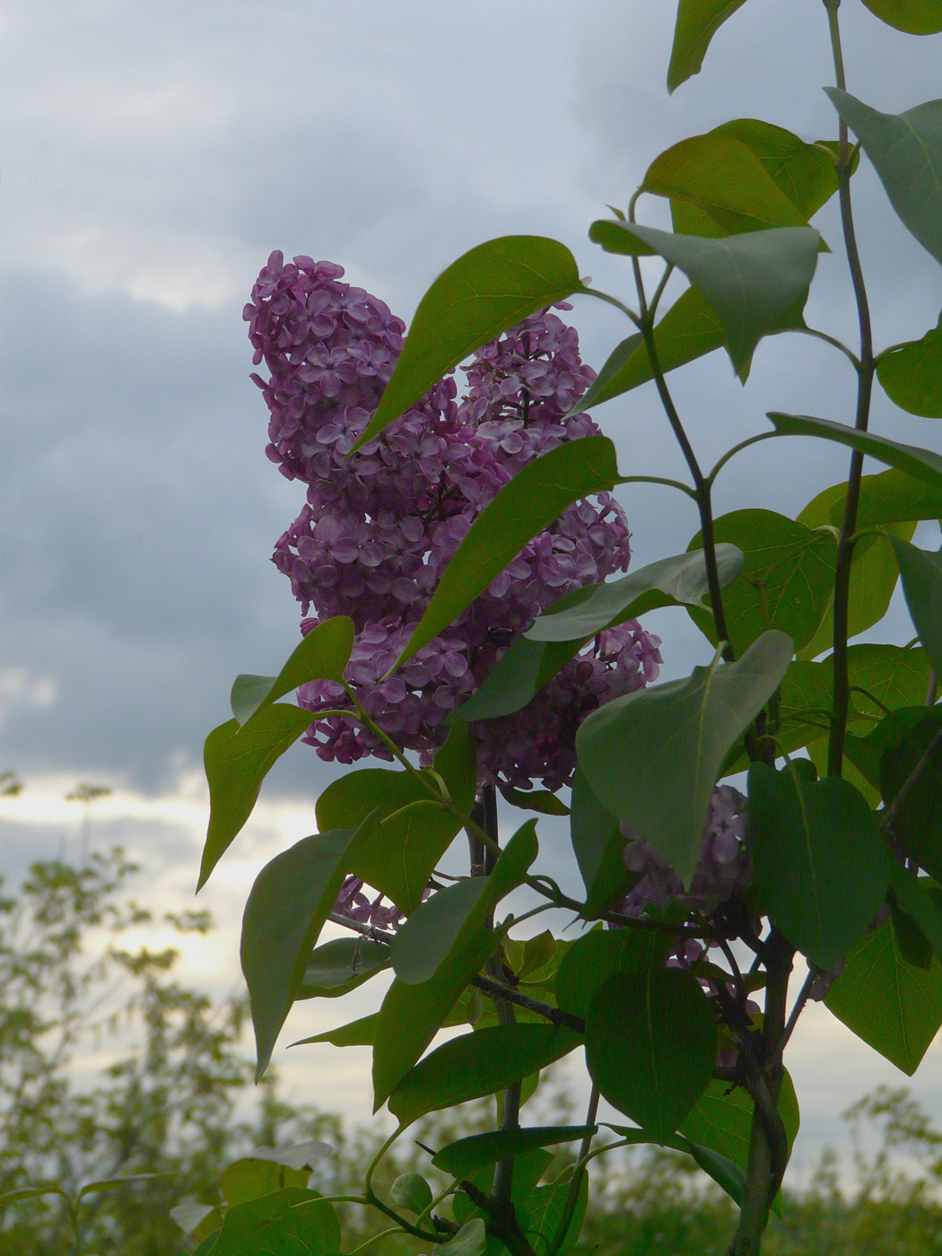 Image of Syringa vulgaris specimen.