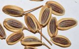 Ferula penninervis