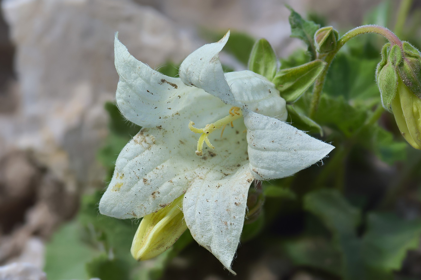 Изображение особи Campanula dolomitica.