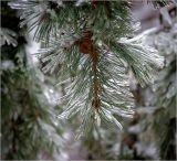 Pinus sylvestris