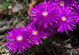 Lampranthus productus