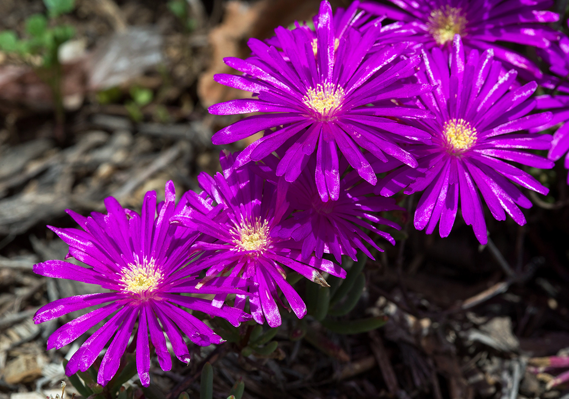 Image of Lampranthus productus specimen.