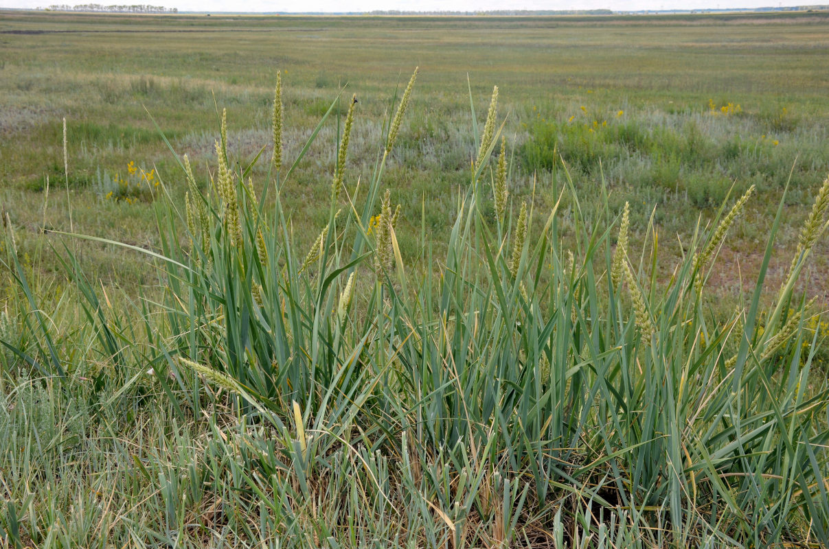 Image of genus Leymus specimen.