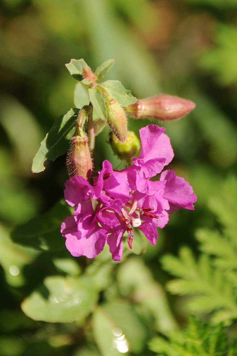 Изображение особи Clarkia unguiculata.