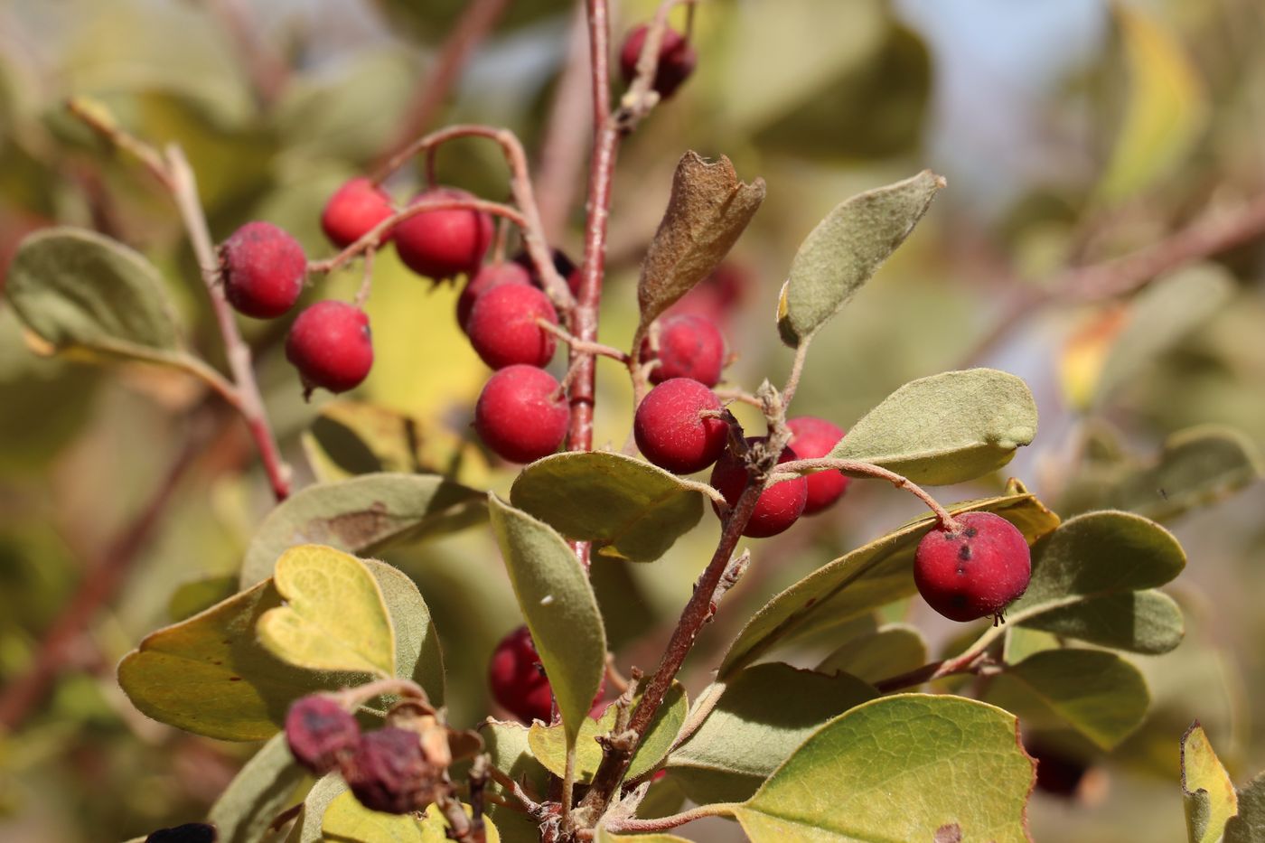 Image of Cotoneaster multiflorus specimen.