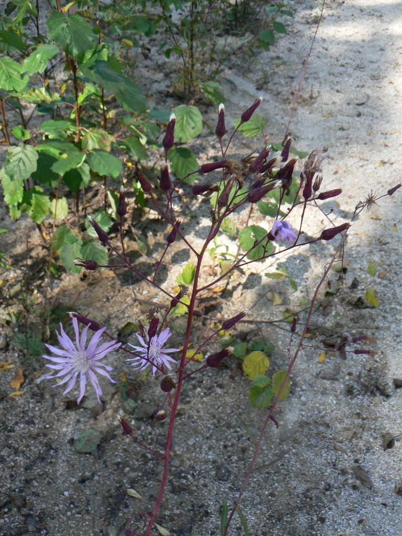 Изображение особи Lactuca sibirica.