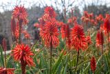 Aloe arborescens. Верхушки побегов с соцветиями. Израиль, г. Тель-Авив, парк Ариэля Шарона, в культуре. 20.02.2022.