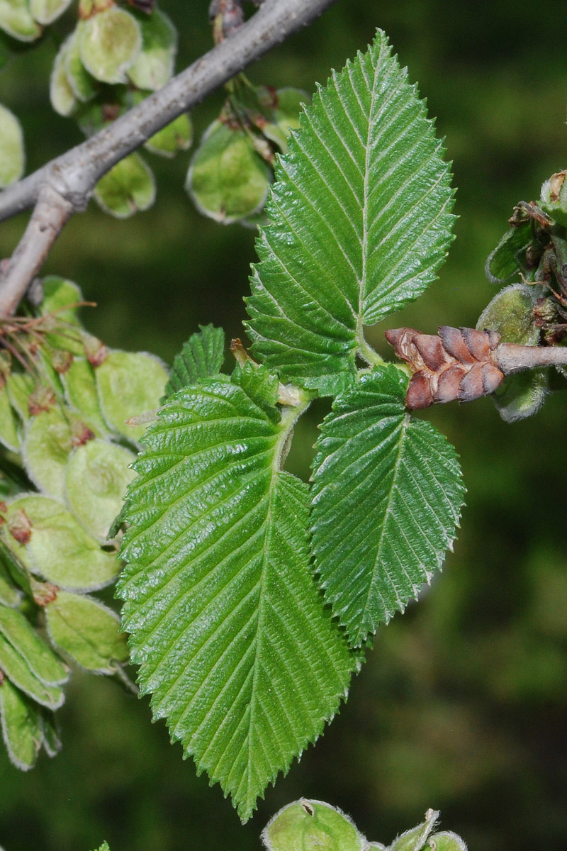 Image of Ulmus laevis specimen.