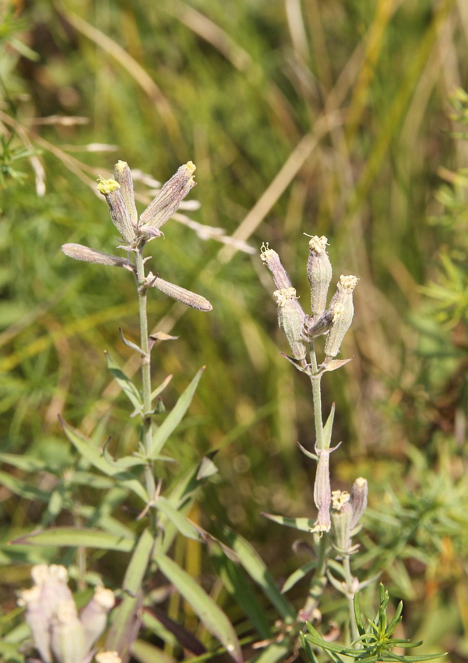 Изображение особи Silene amoena.