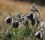 Pulsatilla cernua