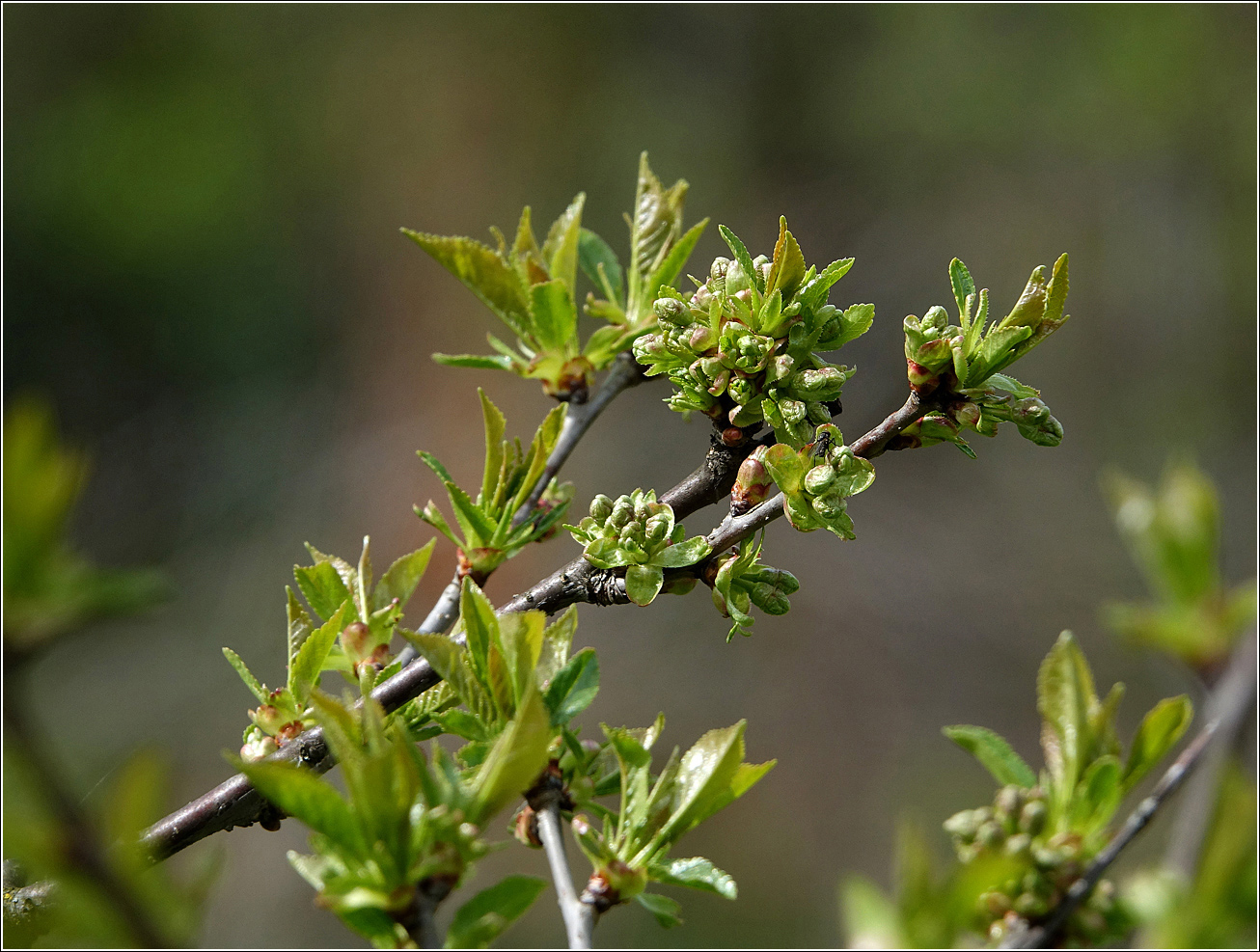 Изображение особи Cerasus vulgaris.