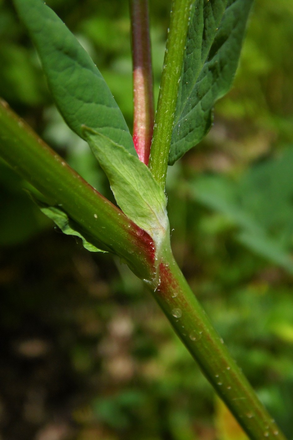 Изображение особи Astragalus glycyphyllos.