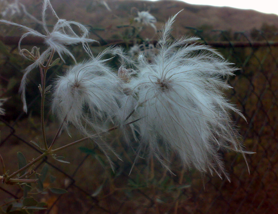 Image of Clematis orientalis specimen.