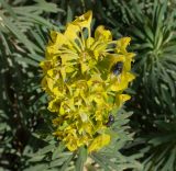Euphorbia characias