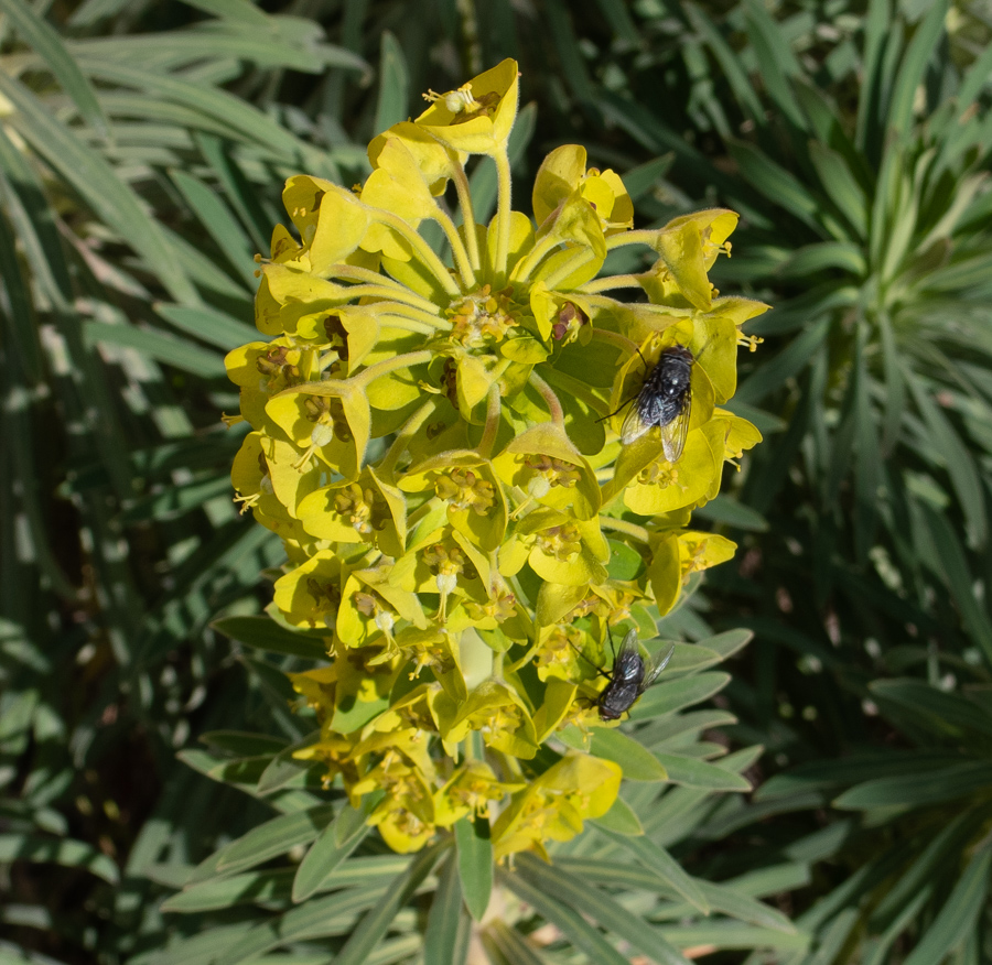 Image of Euphorbia characias specimen.