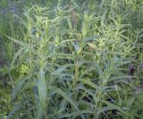 Epilobium hirsutum