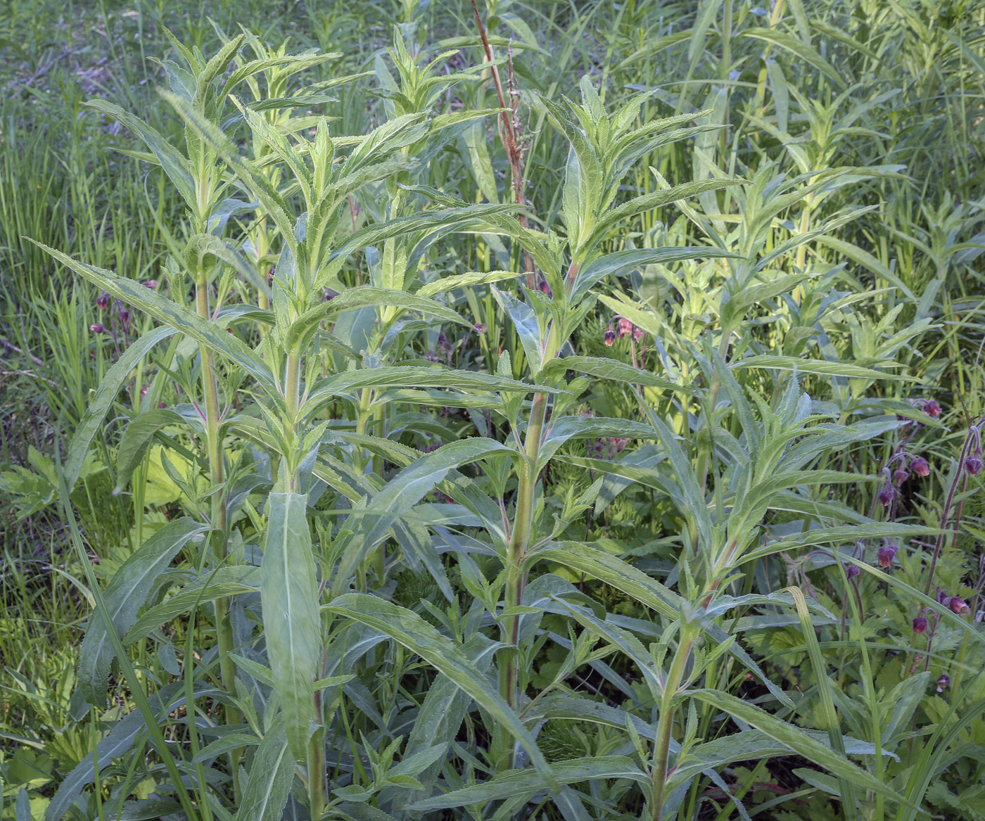 Image of Epilobium hirsutum specimen.