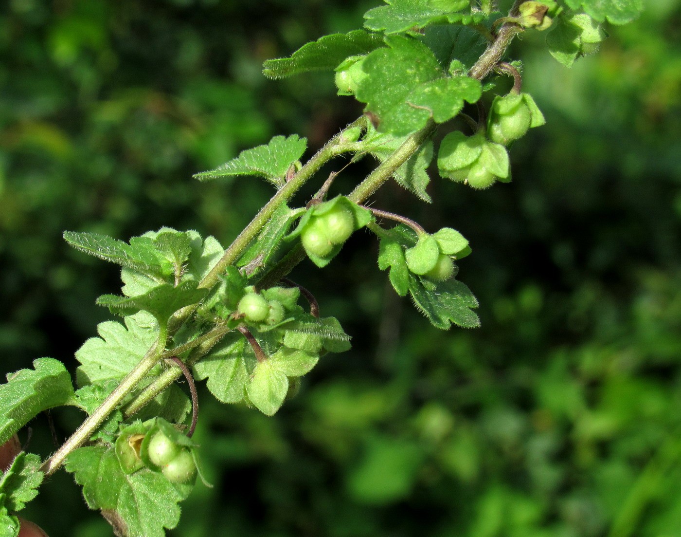 Image of Veronica polita specimen.